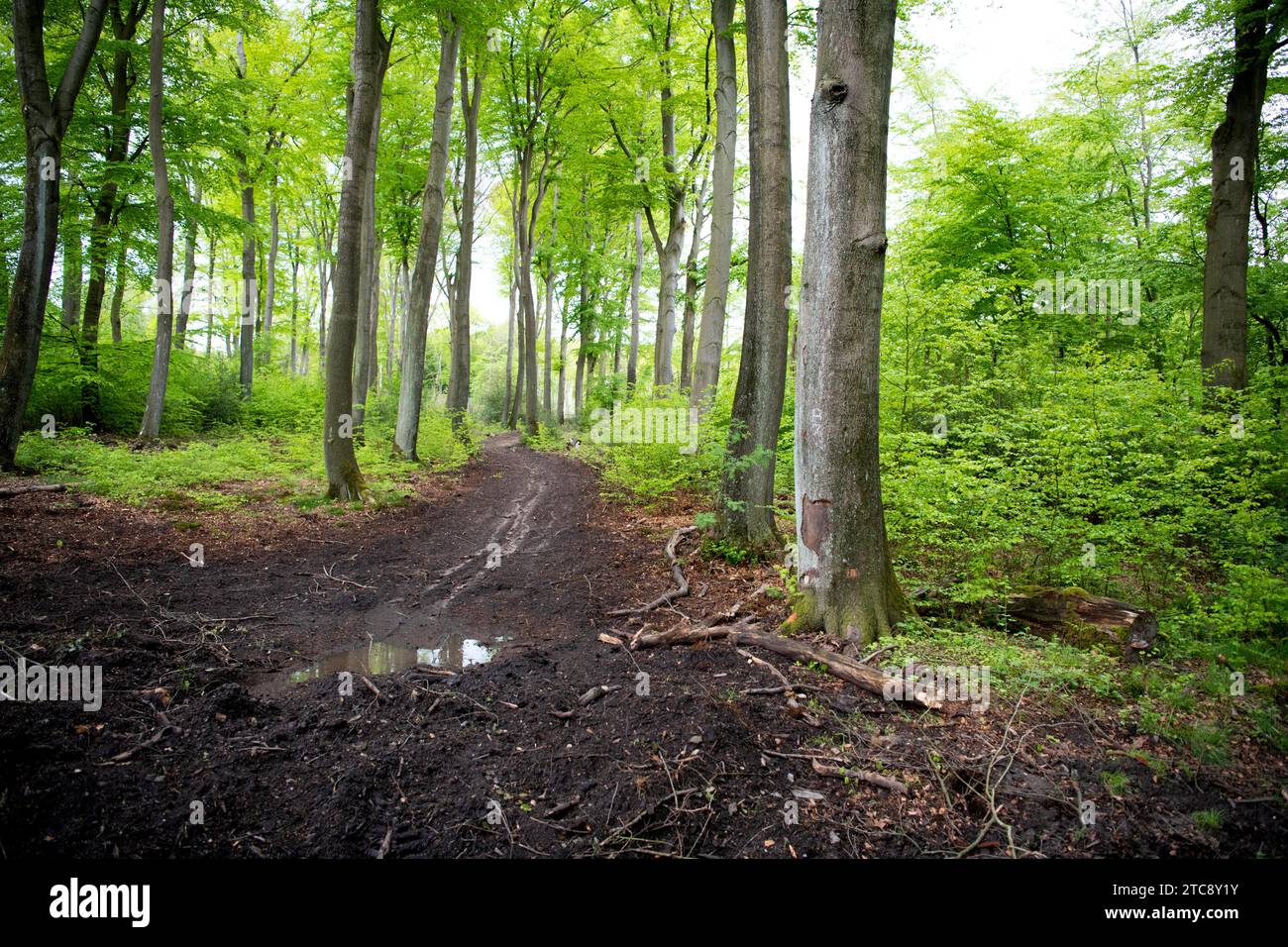 Forestry in the forest, logging road with tracks from a harvester, soil