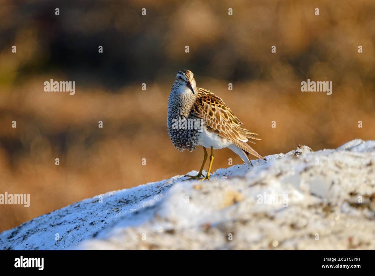 pectoral sandpiper calidris melanotos Pectoral sandpiper (Calidris melanotos) in breeding plumage, male, standing  on old snow, Utqiagvik, formerly Barrow, Arctic Alaska, Alaska, USA Stock  Photo