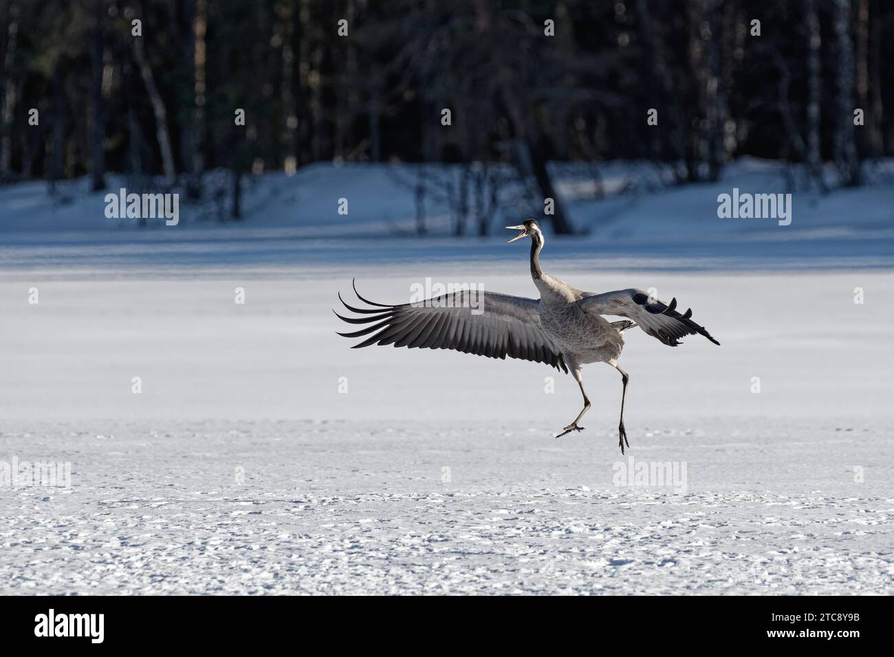 Crane (Grus grus) hopping with spread wings in the snow, beak open, winter, behind group of trees, Northern Finland, Finland Stock Photo