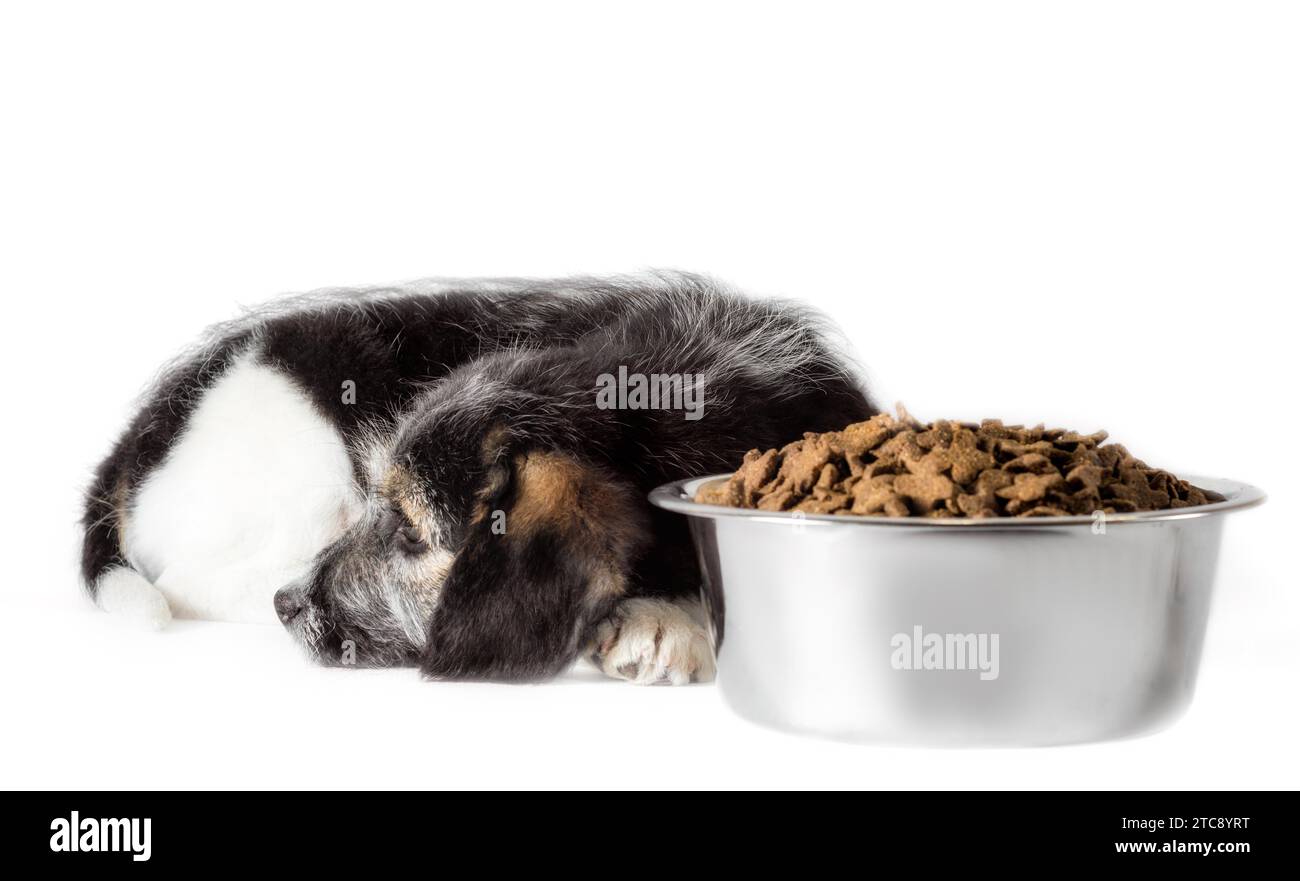 Shaggy puppy mongrel with a metal bowl of dry food Stock Photo