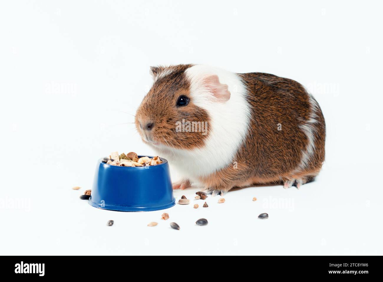 View of Brown guinea pig hi-res stock photography and images - Alamy