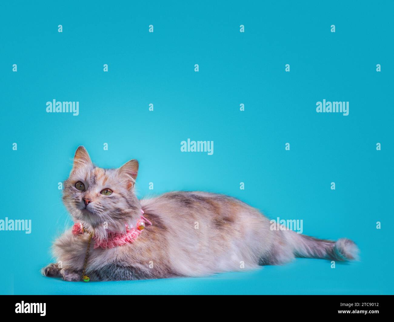 Ginger fluffy cat lays in a pink collar on a turquoise background Stock Photo