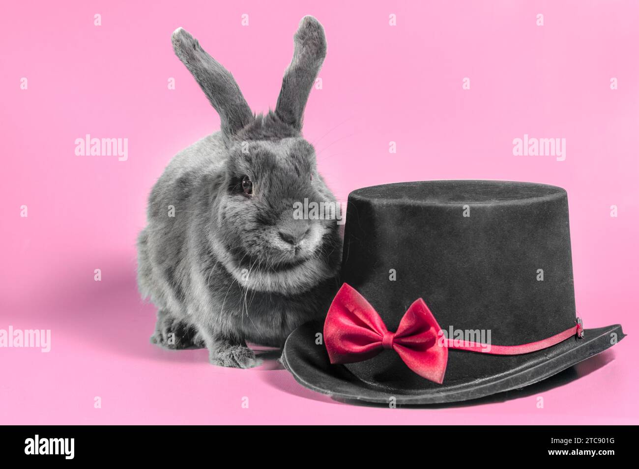 Gray lop-eared dwarf rabbit next to a black cylinder hat on a pink background Stock Photo