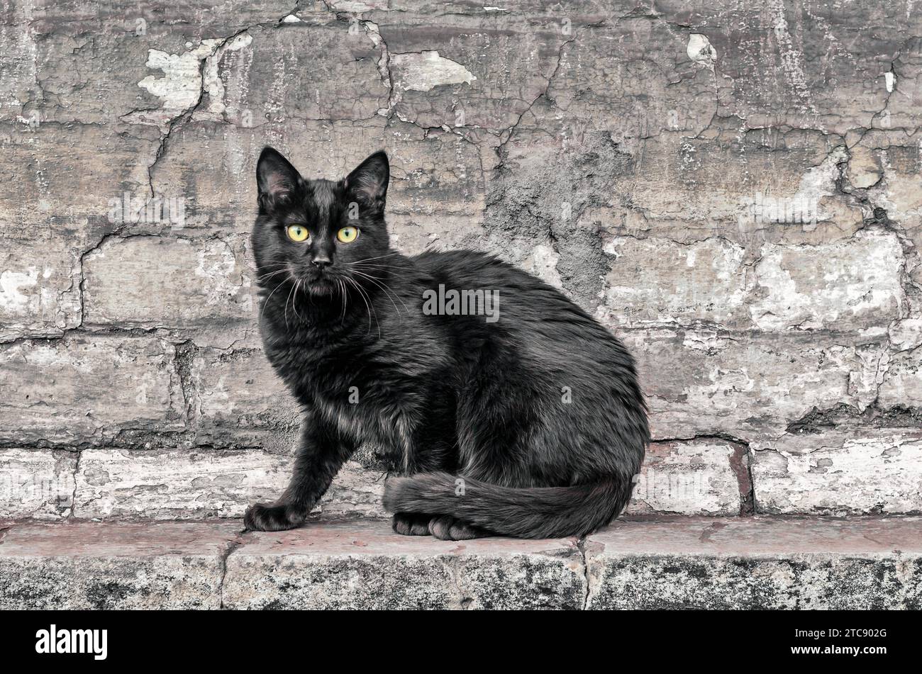 Street black cat sits near an old brick house and watches close up Stock Photo