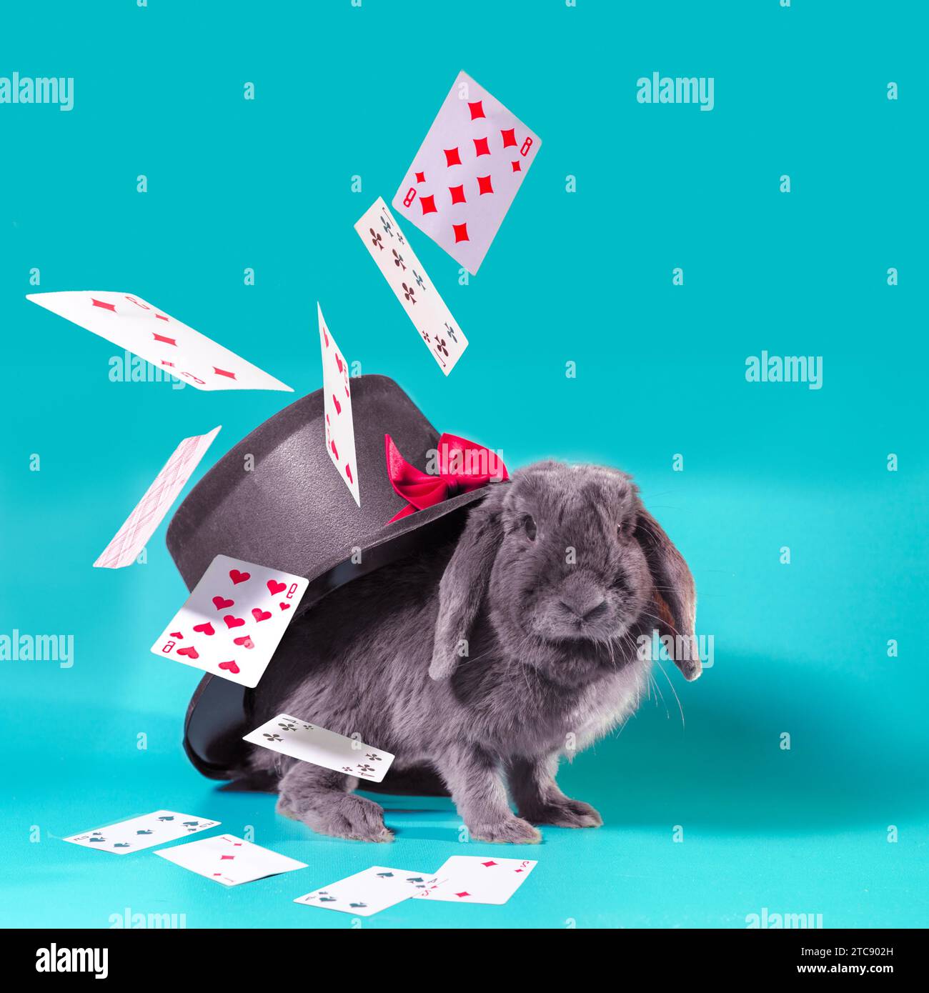 Gray dwarf rabbit under a hat with a cylinder and flying cards on a turquoise background Stock Photo