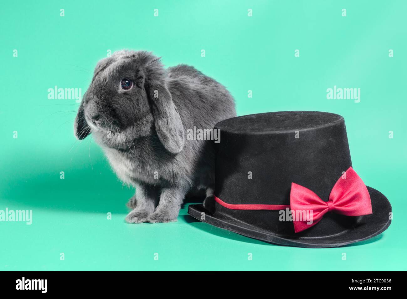 Gray lop-eared dwarf rabbit next to a black cylinder hat on a light green background Stock Photo