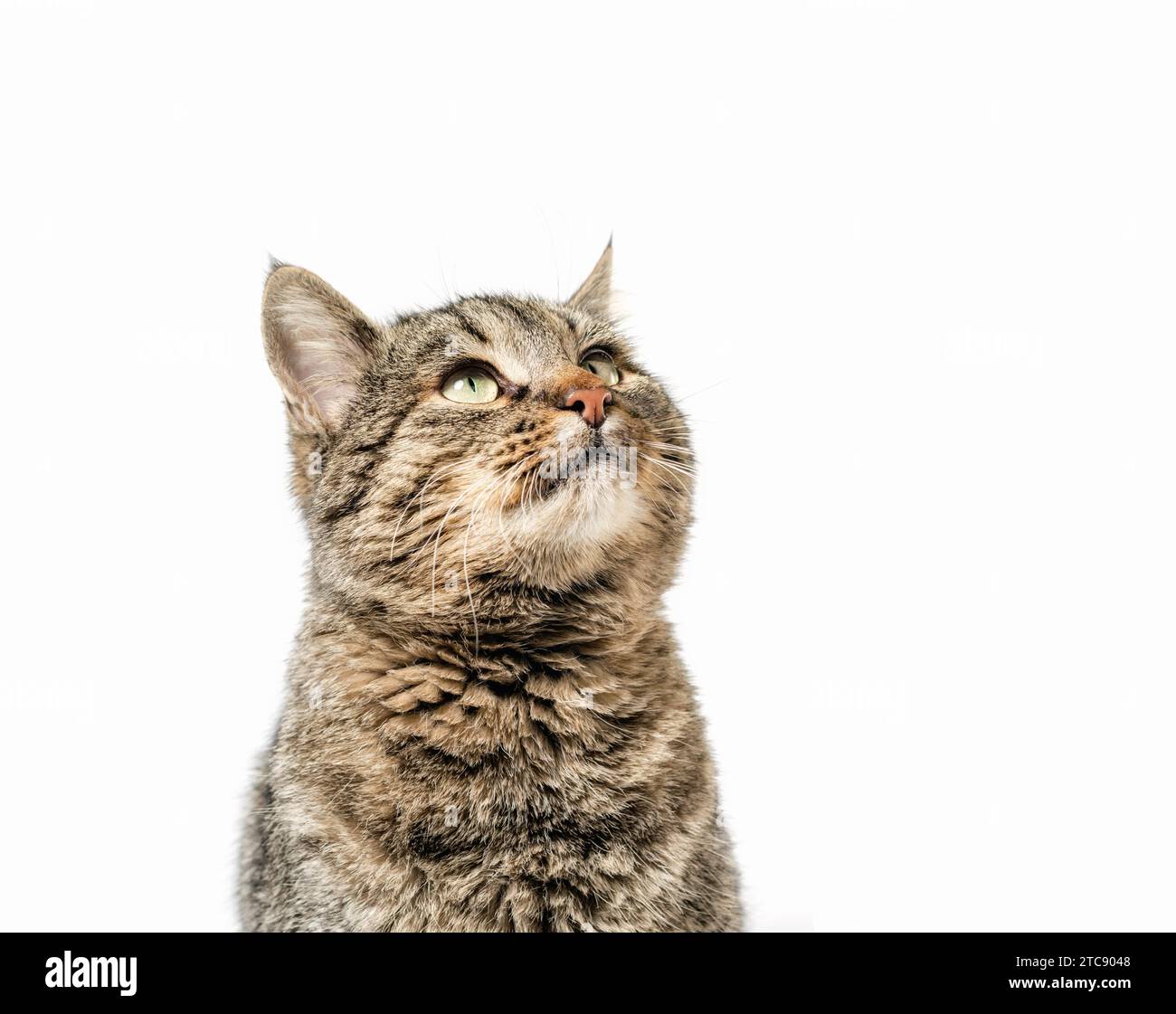 Gray cat looks up portrait on a white background isolated Stock Photo