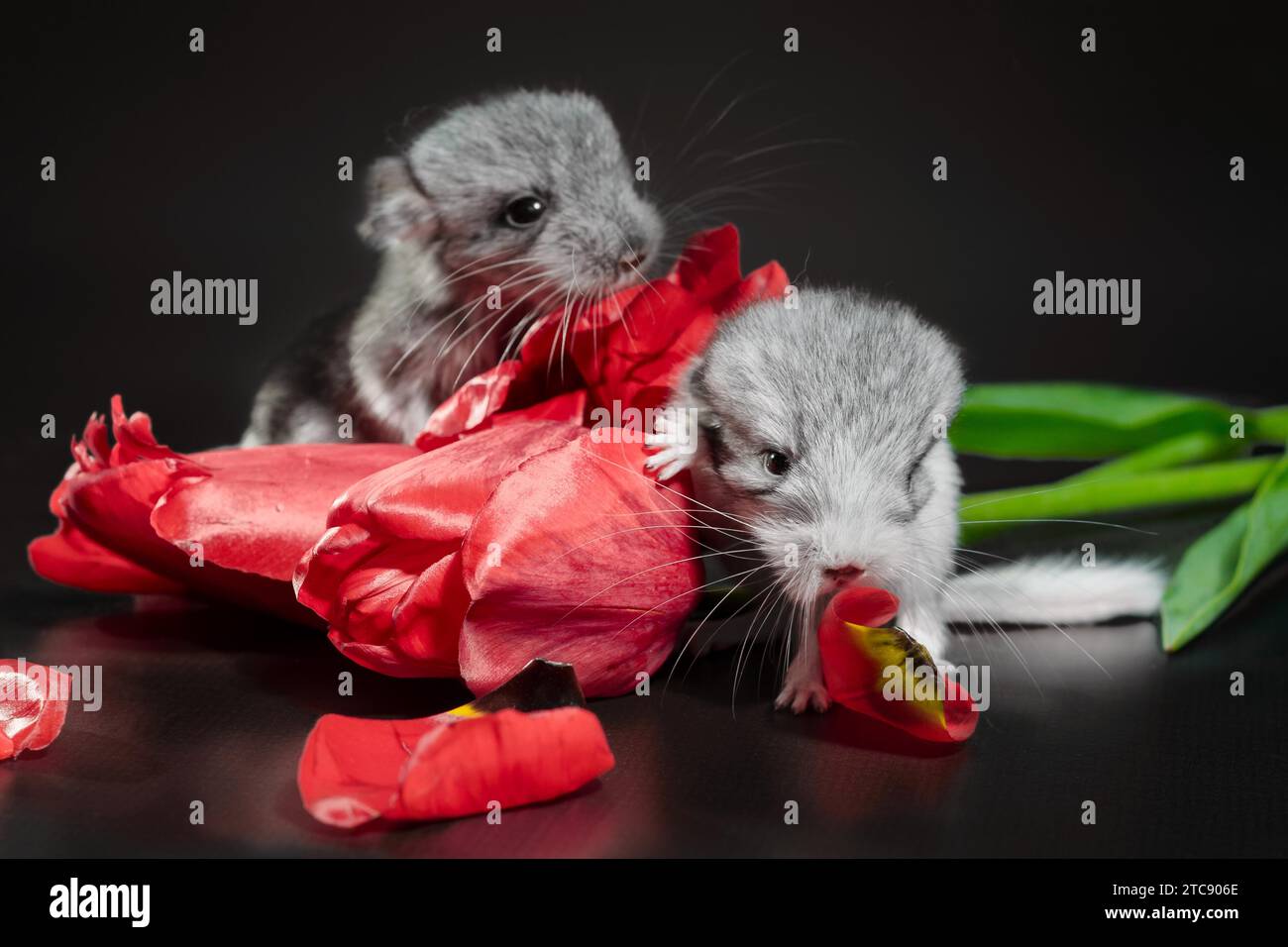 Two newborn chinchillas with red tulip buds on a dark background Stock Photo