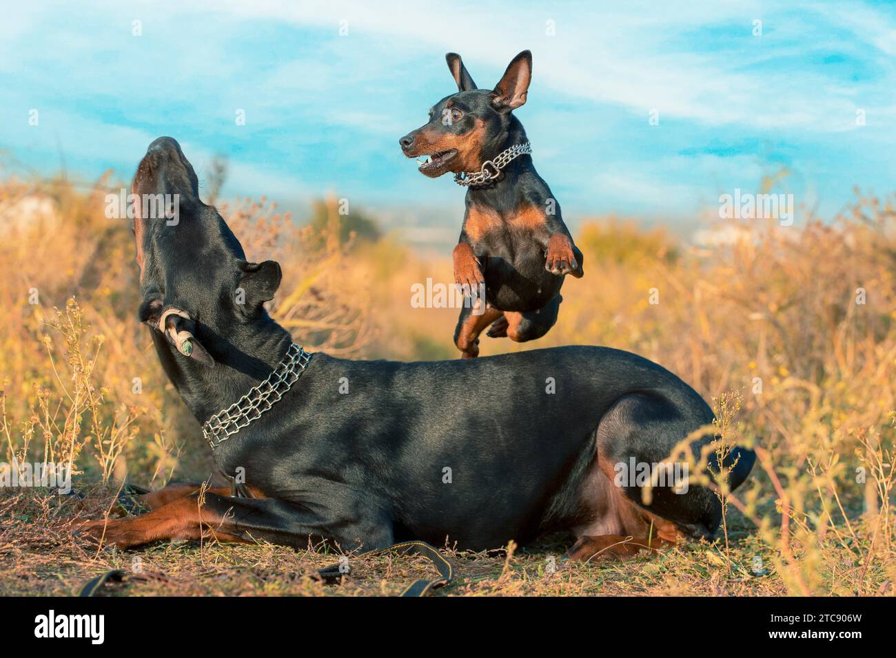 Doberman schnauzer cheap