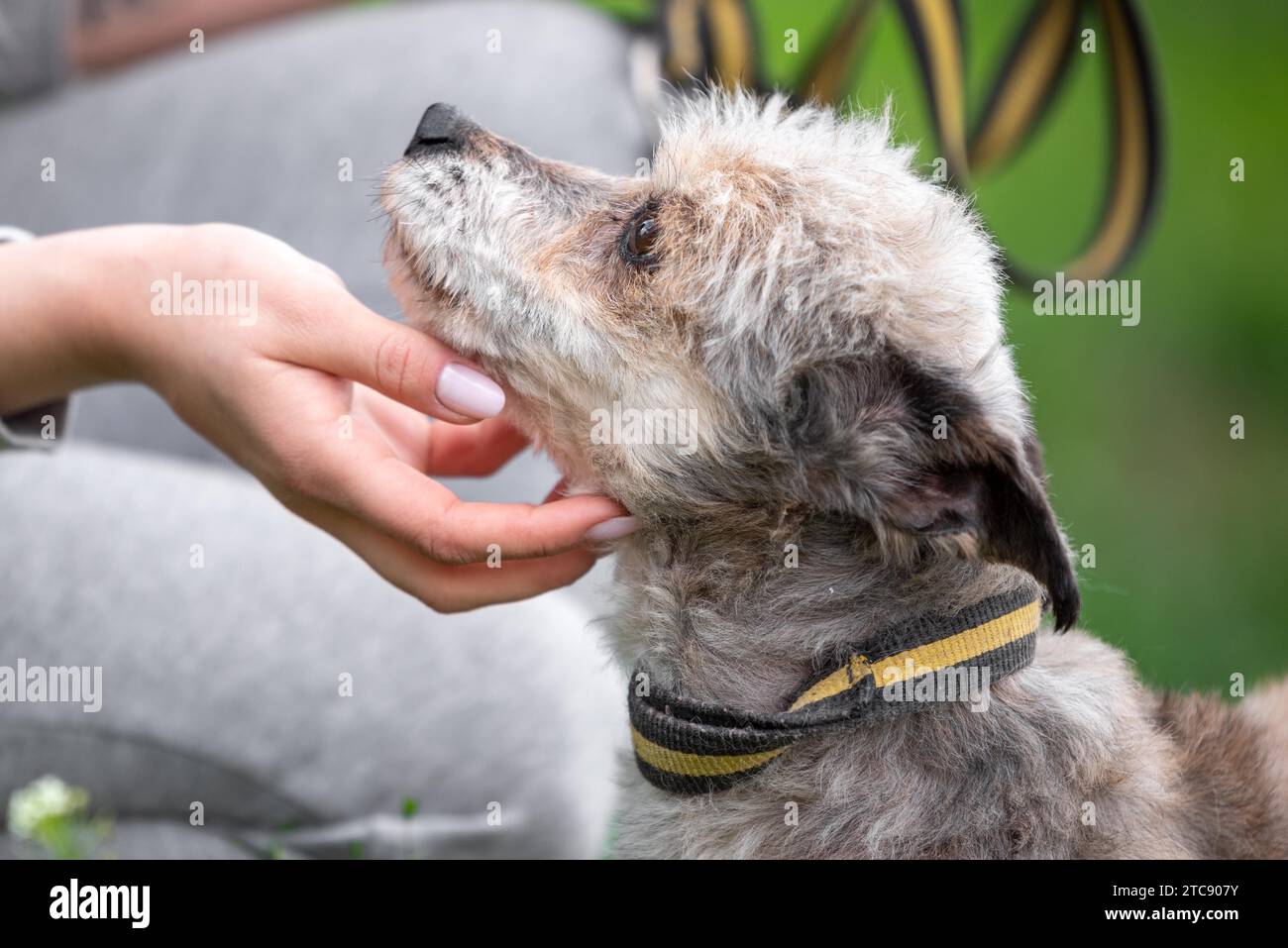 Humanity woman in gray tracksuite strokes a small mongrel dog Stock Photo