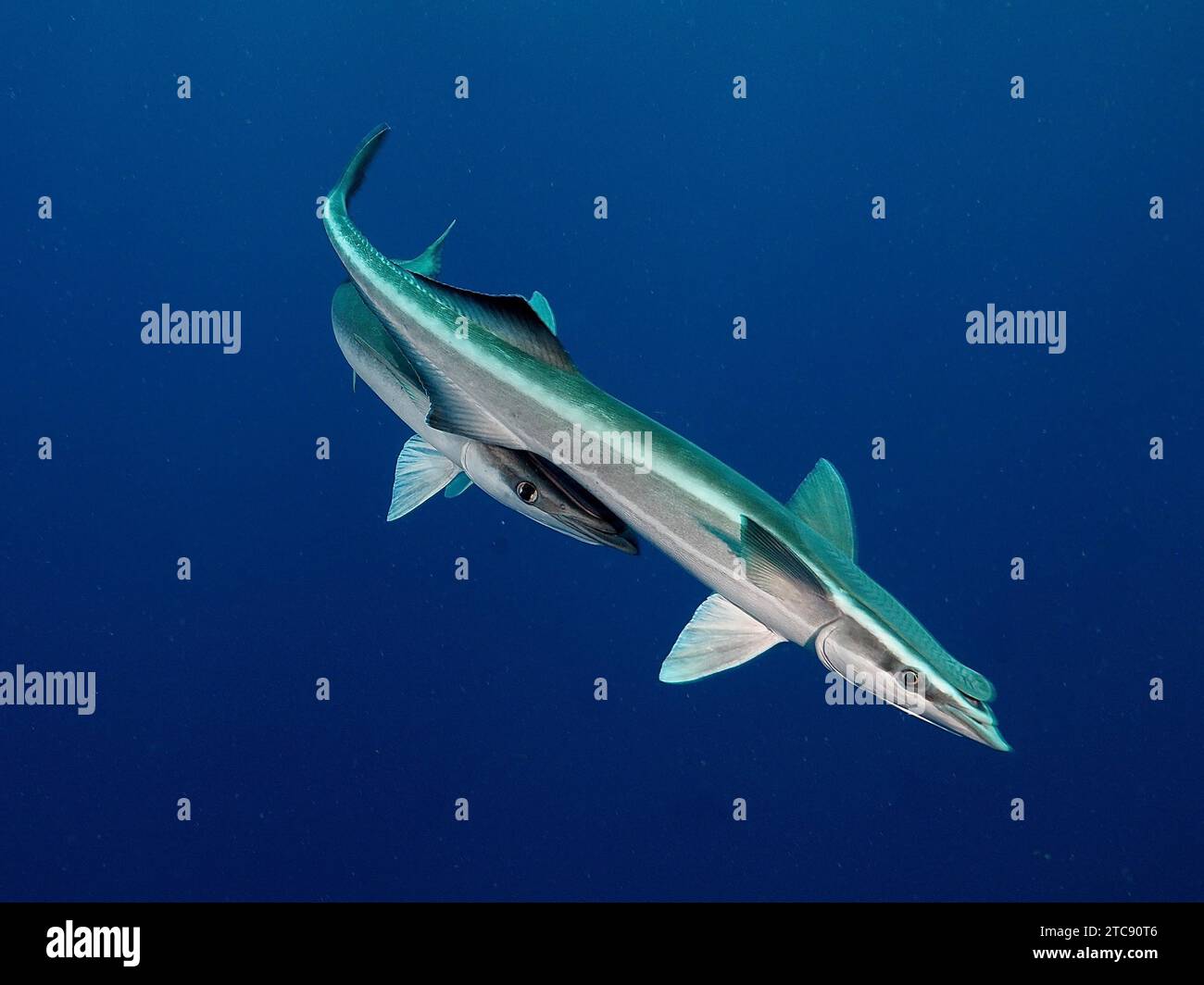 Two ship mounts (Echeneidae), monochrome blue background, detachable