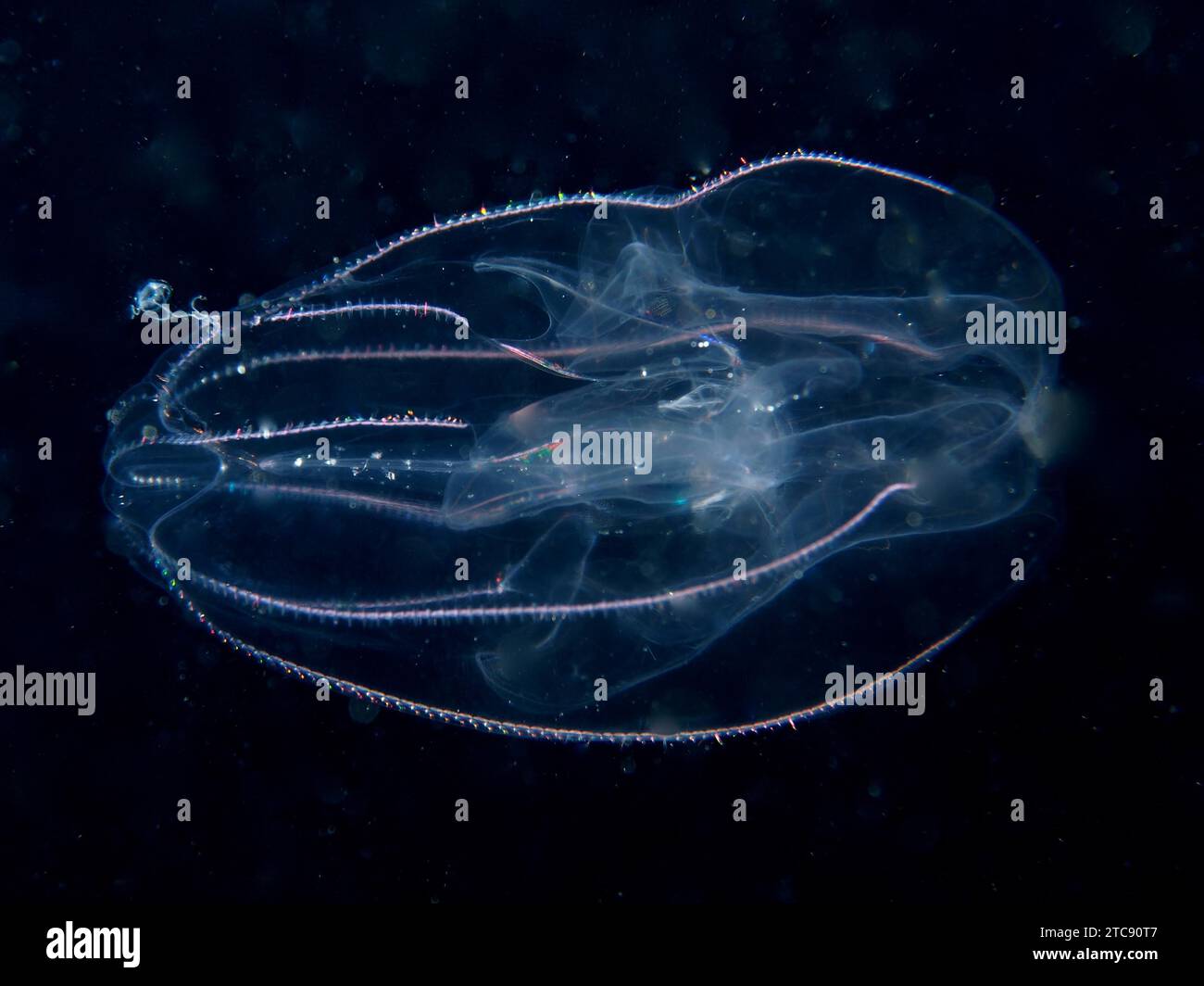 Lobed comb jellyfish (Leucothea multicornis), comb jellyfish, at night