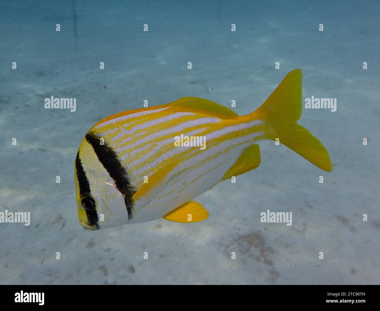 Porkfish (Anisotremus virginicus), dive site Nursery, Tavernier, Florida Keys, Florida, USA, North America Stock Photo