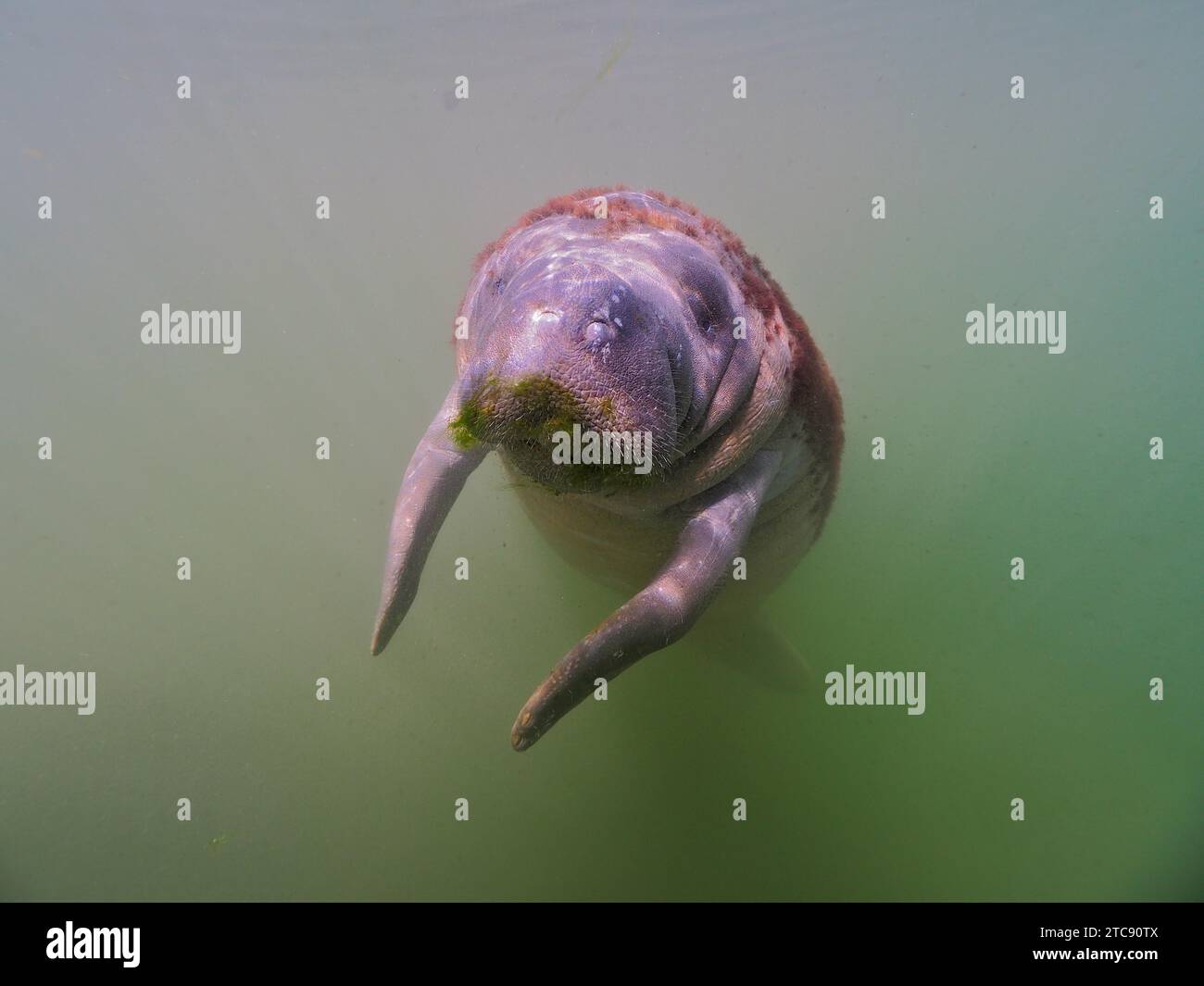 Juvenile round-tailed manatee (Trichechus manatus) in turbid water