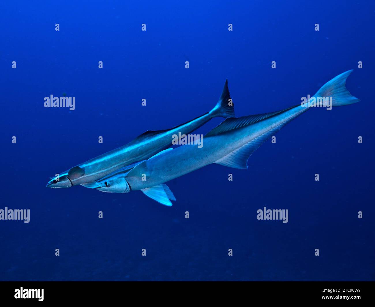 Two ship mounts (Echeneidae), monochrome blue background, detachable