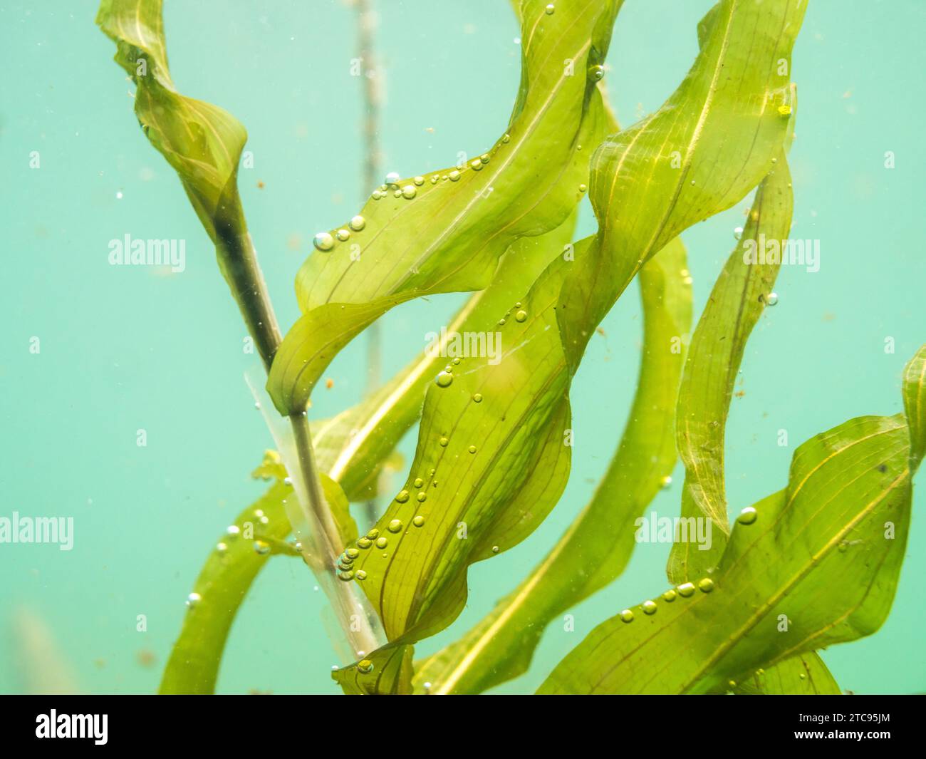 Submerged leaves of Potamogeton praelongus aquatic plant Stock Photo