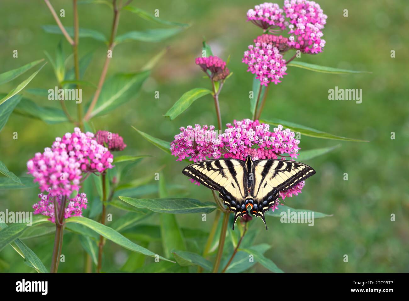 Macro of a western tiger swallowtail butterfly (papilio rutulus) on a rose swamp milkweed (asclepias) flower. Top view with wings spread open. Stock Photo