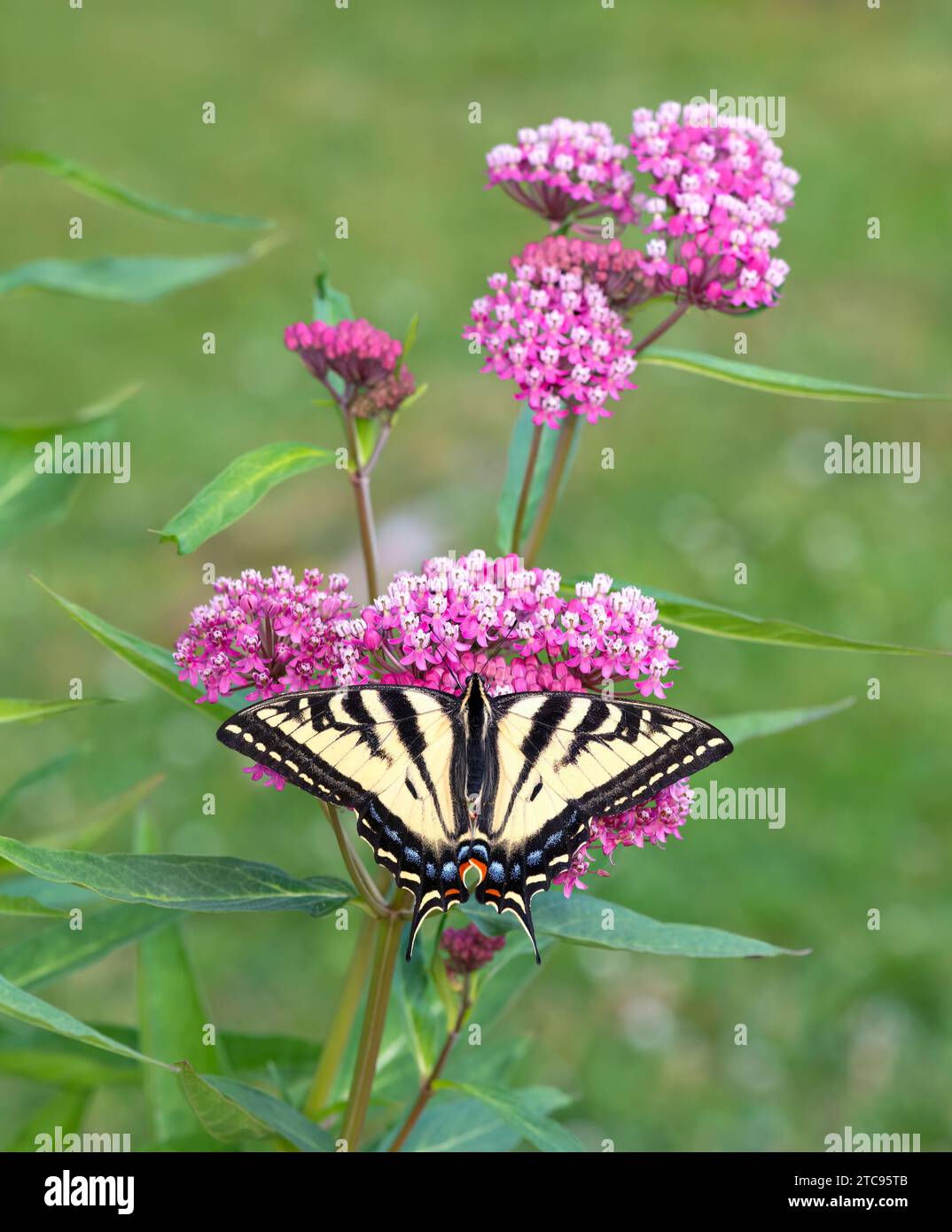 Macro of a western tiger swallowtail butterfly (papilio rutulus) on a rose swamp milkweed (asclepias) flower. Top view with wings spread open. Stock Photo