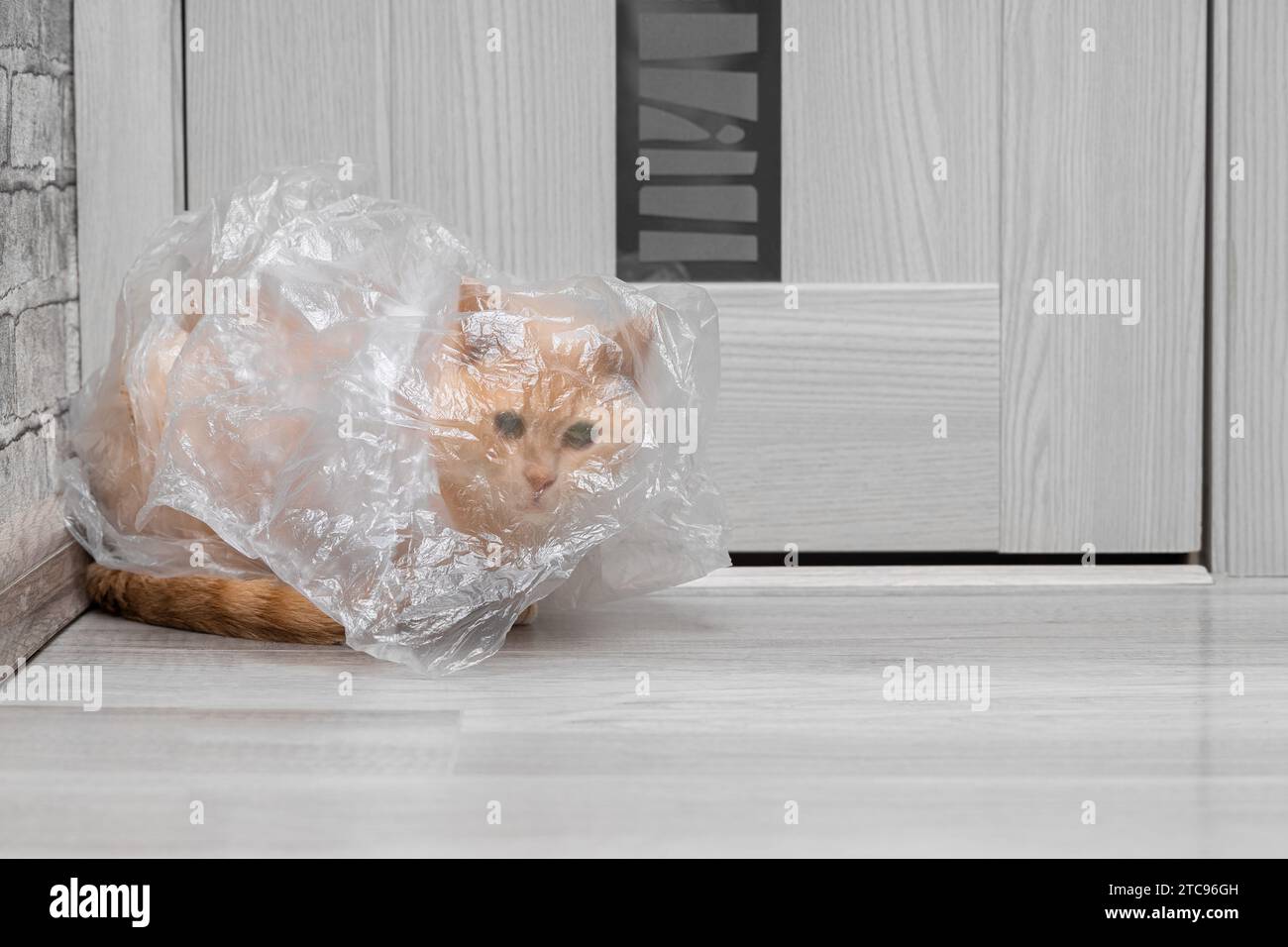 cat got tangled in a plastic bag. domestic cat entertainment. miracles ... - Hiding In Cats Psychology
