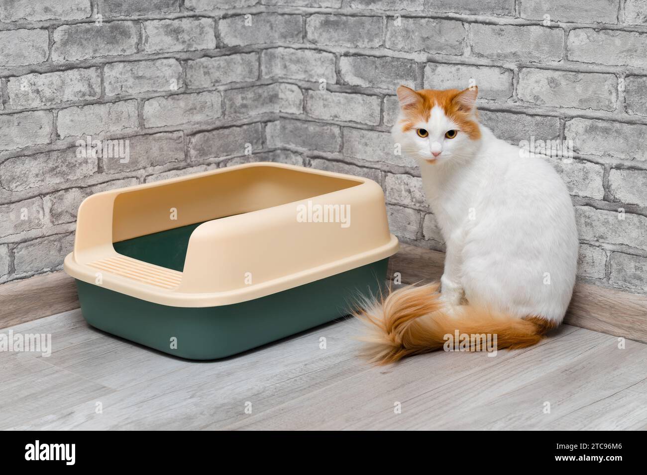 domestic cat near the cat litter box. the cat wants to go to the toilet
