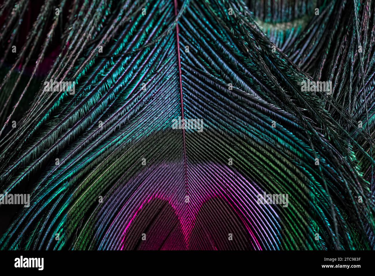 Close up of vibrant colors of a peacock feather, showcasing the intricate details and textures of the feathers Stock Photo