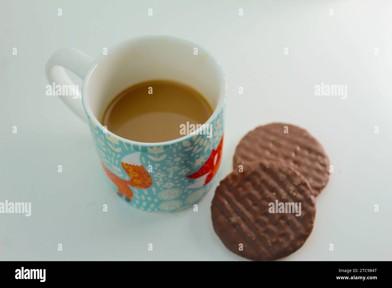 A close up photo of a person dipping a chocolate digestive into a cup of tea. Stock Photo