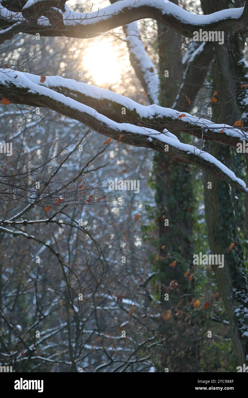 Sun shines in forest through hi-res stock photography and images - Alamy