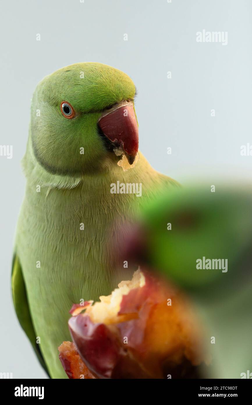 Collared parakeet enjoying an apple Stock Photo