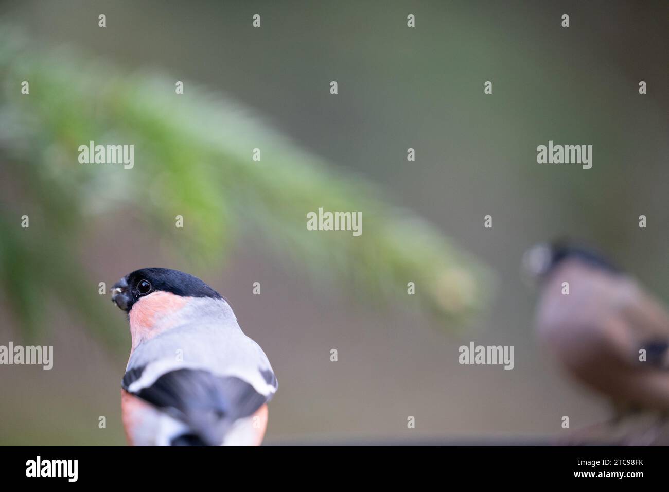 Pair of bullfinches. Bullfinch male (pyrrhula pyrrhula) in foreground, with a female bullfinch and evergreen branch in the background - Yorkshire, UK Stock Photo