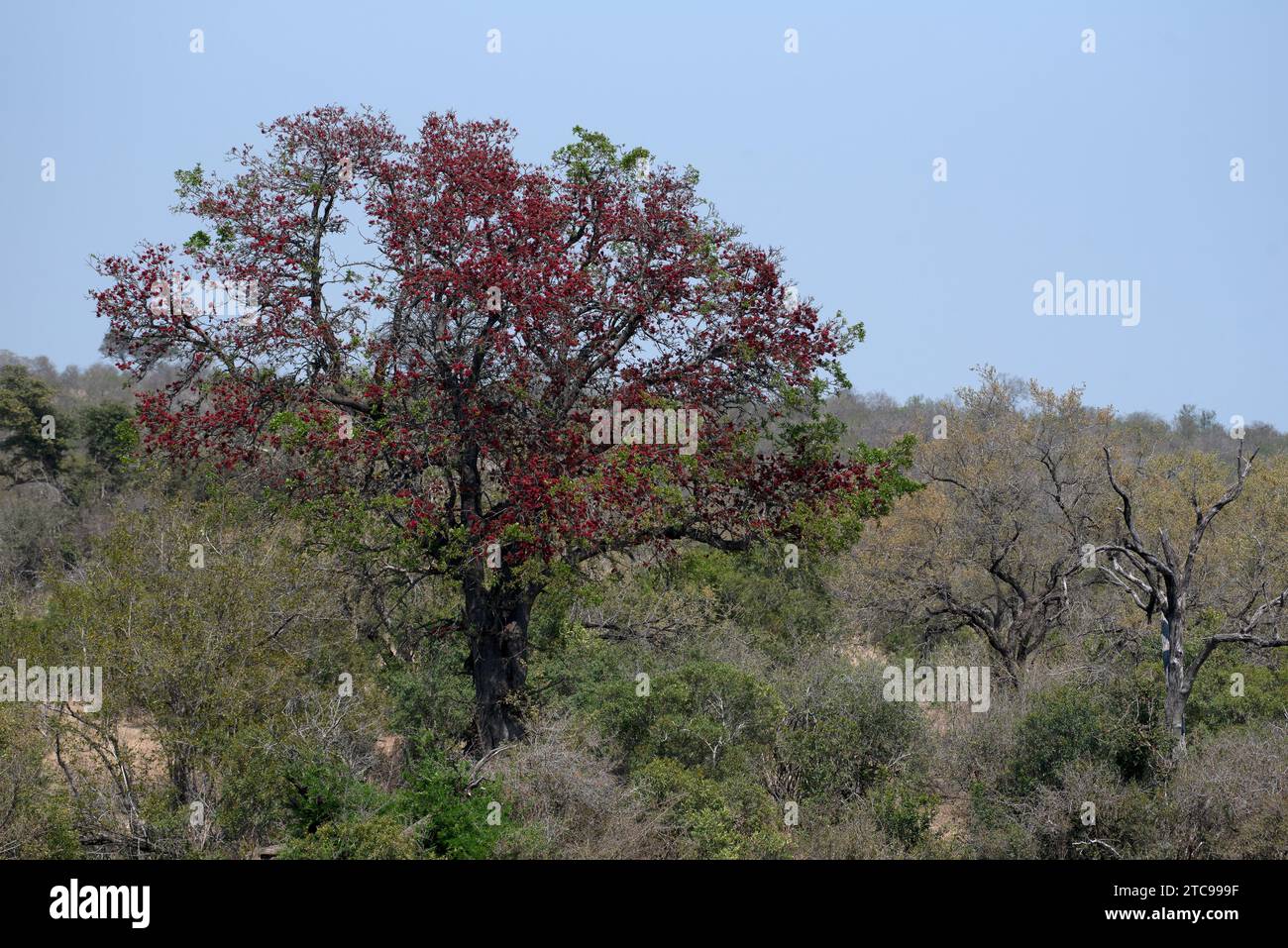 Weeping Boer-Bean tree in flower in the Kruger National Park Stock Photo