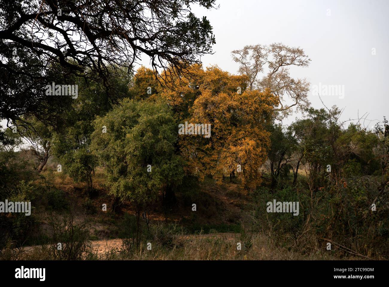 The yellow leaves of the Jackalberry tree in autumn Stock Photo