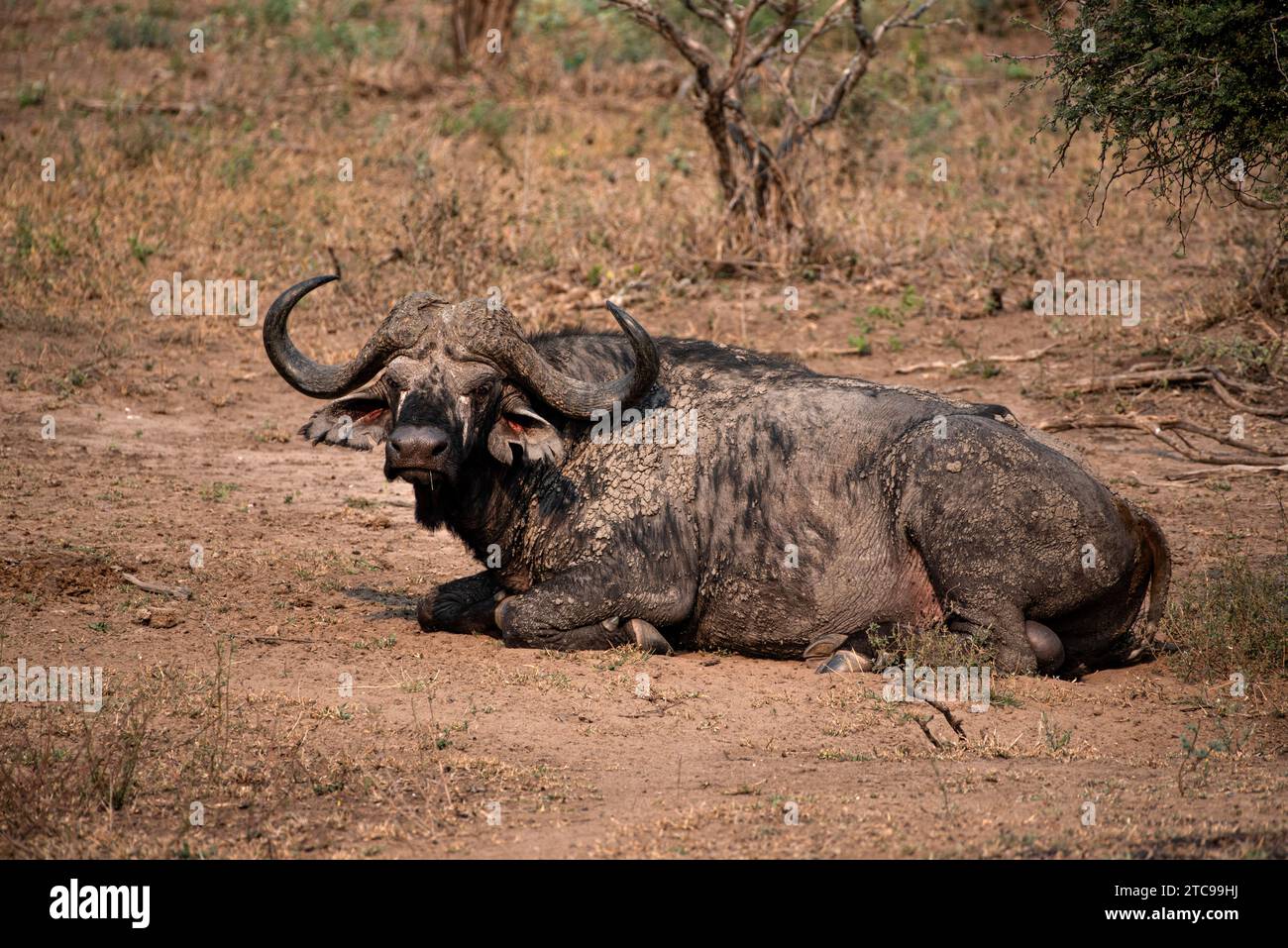 An old buffalo bull caked with dried mud watching the photographer suspiciously Stock Photo