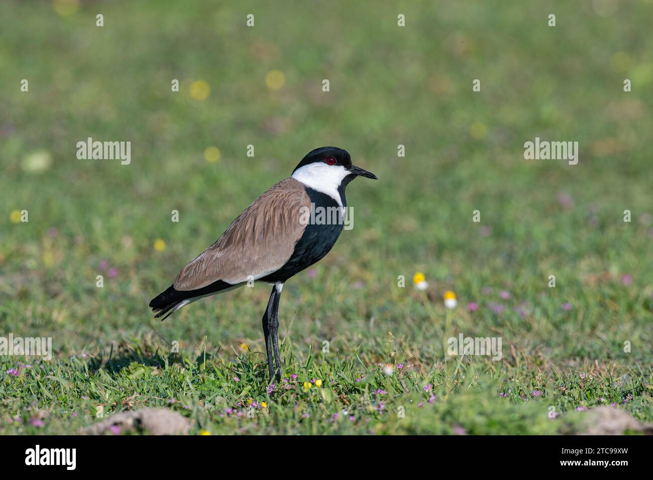 Pur-winged Lapwing (Vanellus spinosus) among pink flowers. Stock Photo