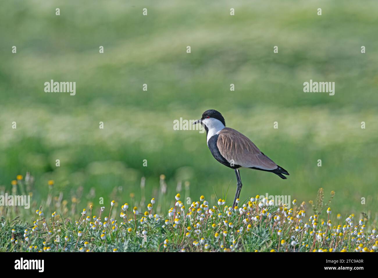 Pur-winged Lapwing (Vanellus spinosus) among pink flowers. Stock Photo