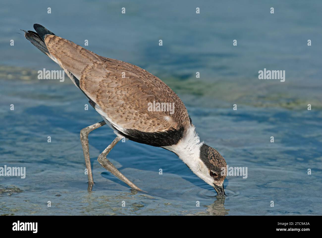 Spur-winged Lapwing (Vanellus spinosus) by the lake. Stock Photo