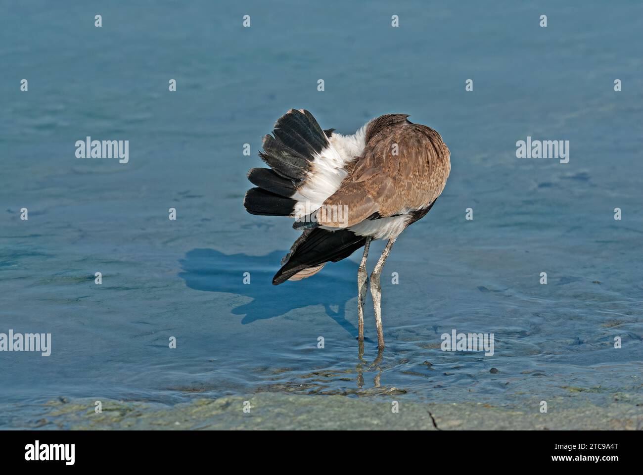 Spur-winged Lapwing (Vanellus spinosus) by the lake. Stock Photo