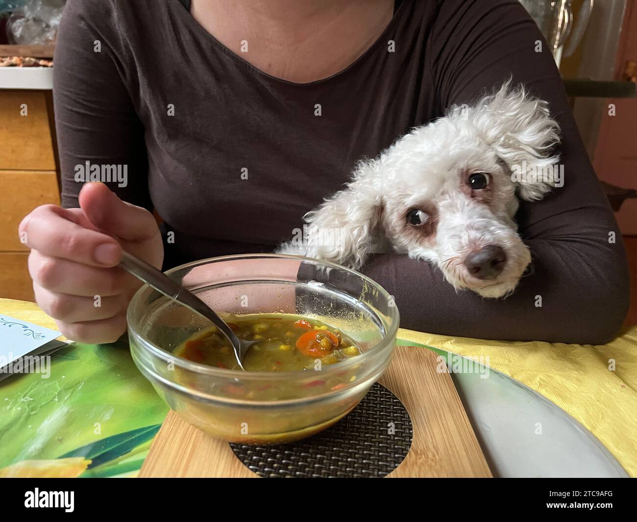 Dog eyeing his master's soup on the kitchen table. Stock Photo