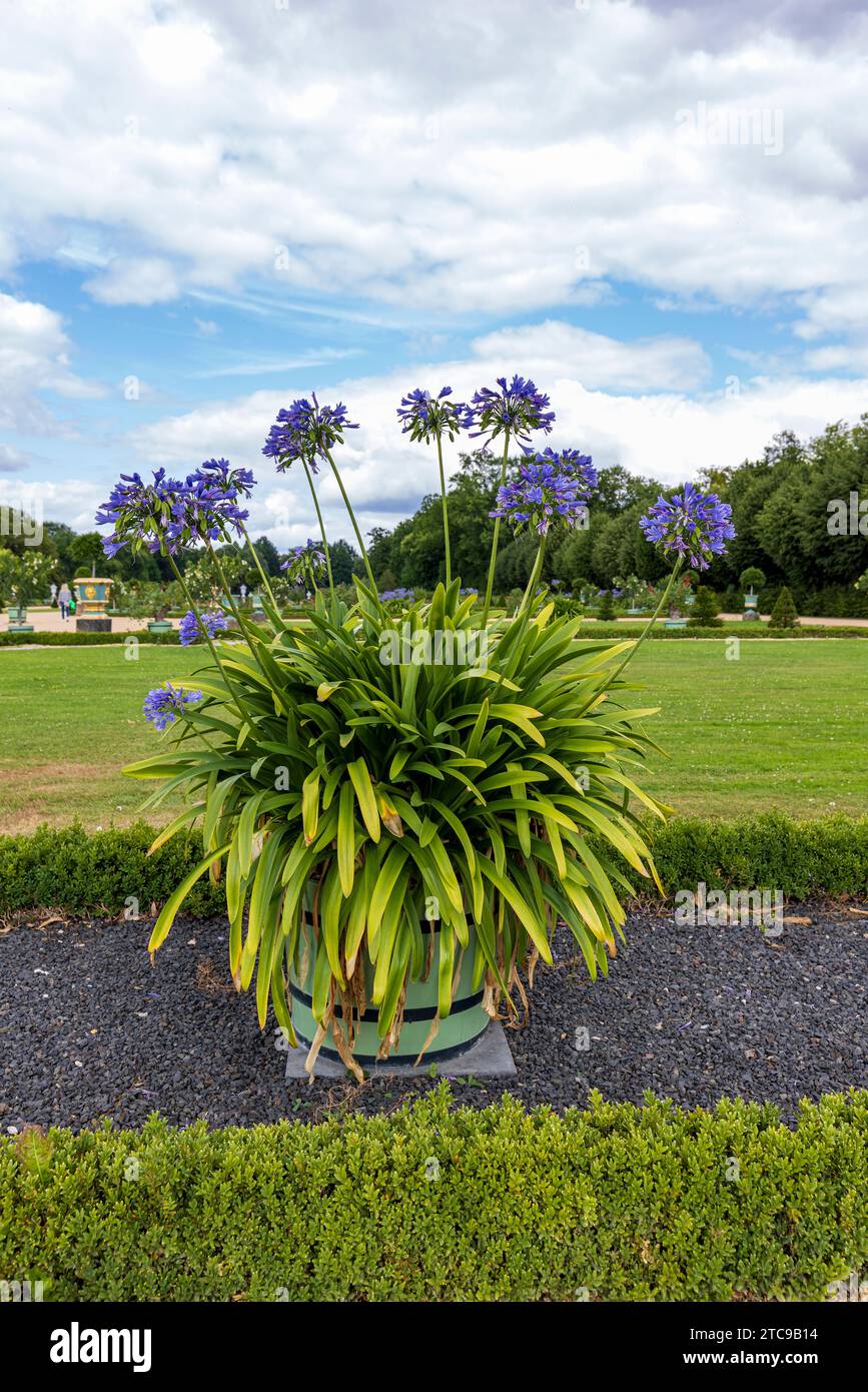 Large blue Agapanthus flowers in pots in elegant French style royal gardens of Charlottenburg palace in Berlin, Germany Stock Photo