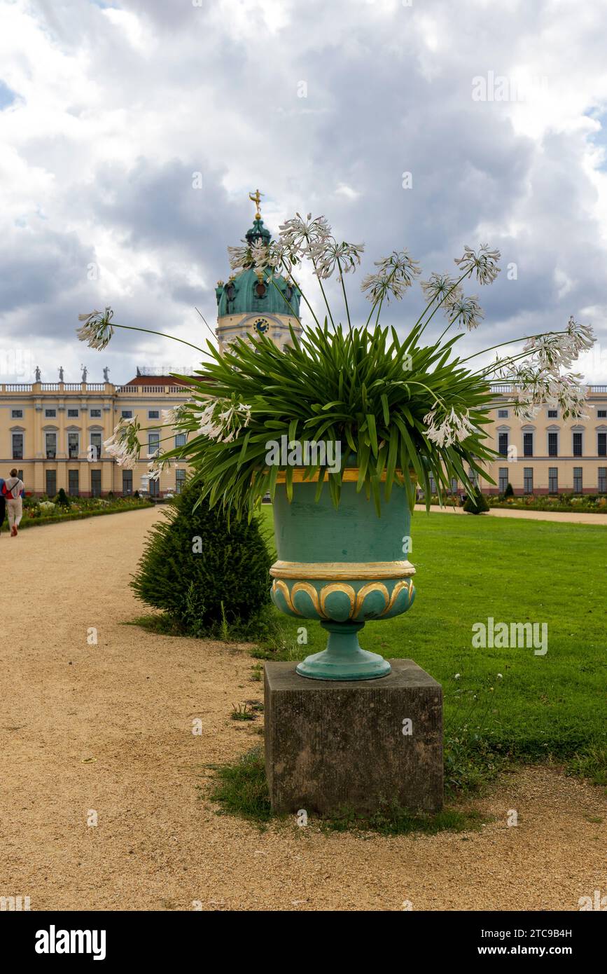 Large white Agapanthus flowers in pots in elegant French style royal gardens of Charlottenburg palace in Berlin, Germany Stock Photo
