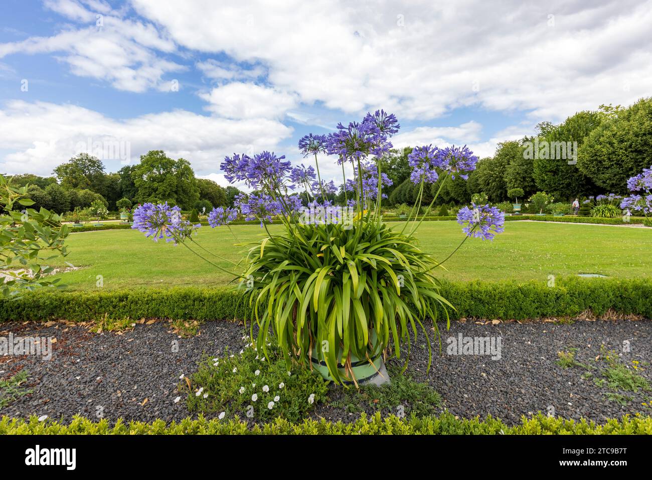 Large blue Agapanthus flowers in pots in elegant French style royal gardens of Charlottenburg palace in Berlin, Germany Stock Photo