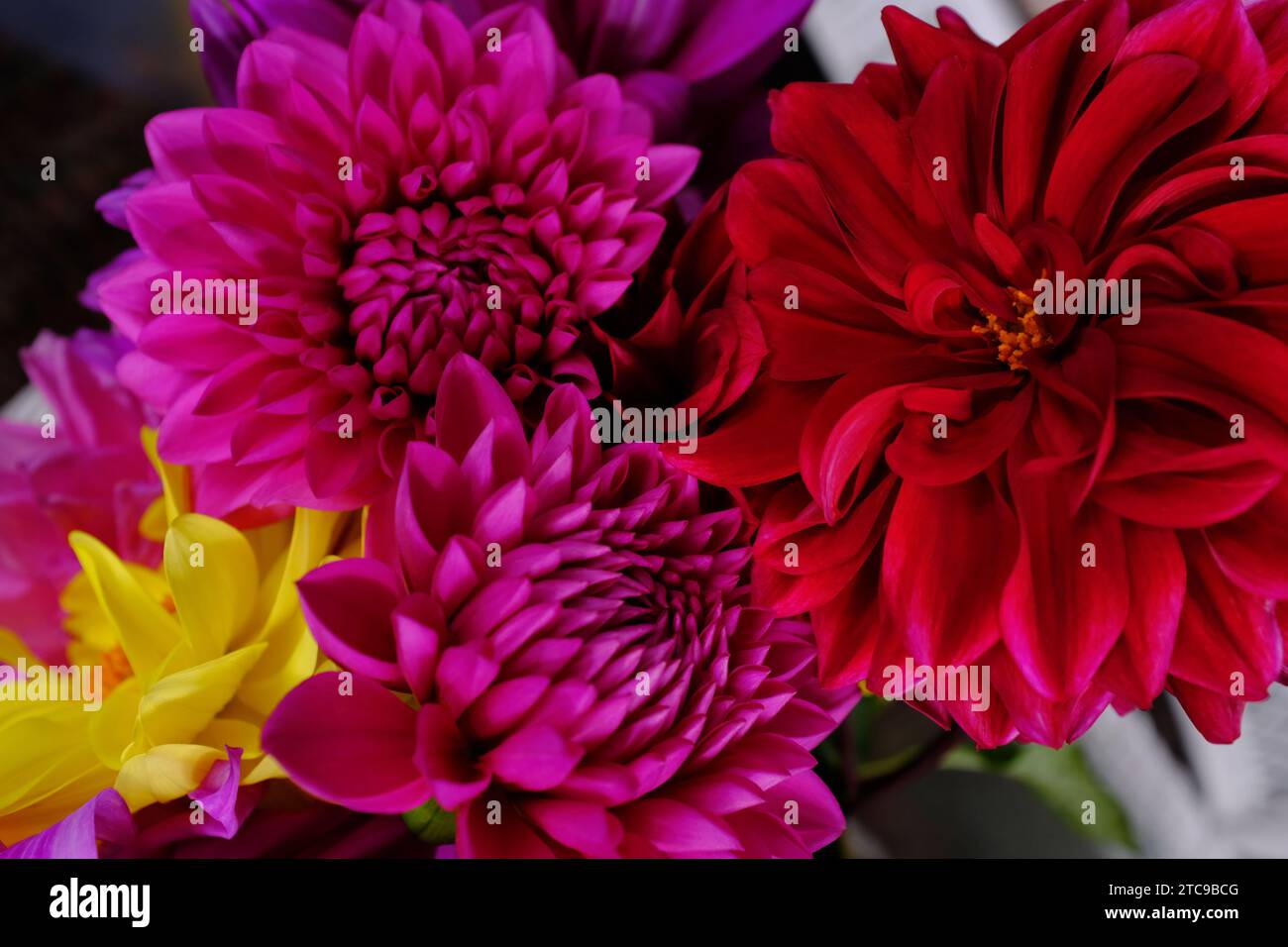 Dahlia bouquet fresh cut flowers Stock Photo Alamy