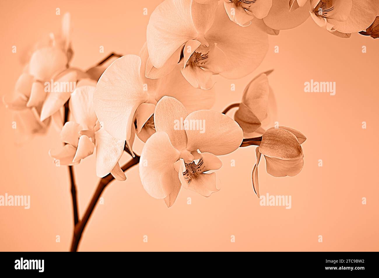 Blooming orchid close-up. Peach Fuzz - color of the year 2024 ...