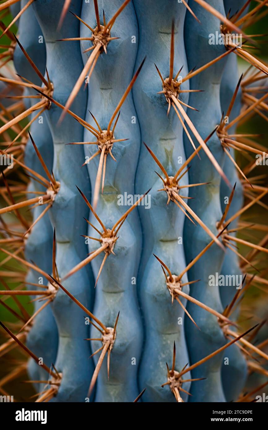 Browningia hertlingiana (Cactaceae) Ornamental succulent plant. rare cactus. columnar shape. Stock Photo