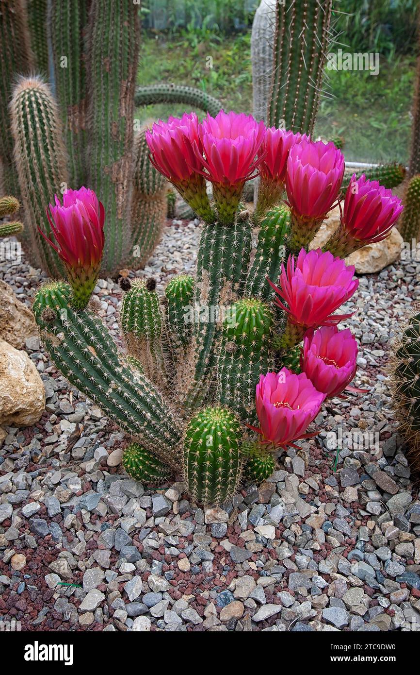 Trichocereus huascha x grandiflorus (Cactaceae), Ornamental succulent plant. rare cactus. columnar shape, red flower. Stock Photo