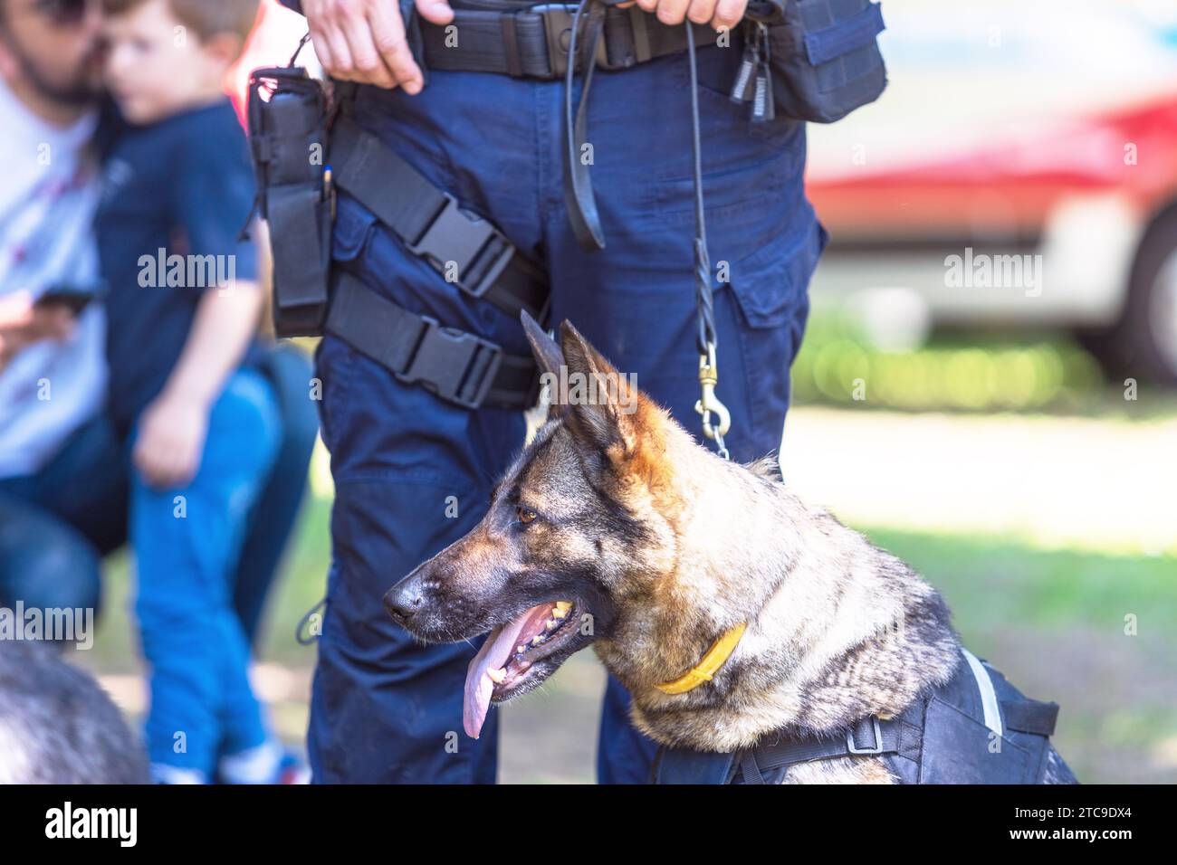 Police Dog K9 Canine German Shepherd With Policeman In Uniform On Duty 