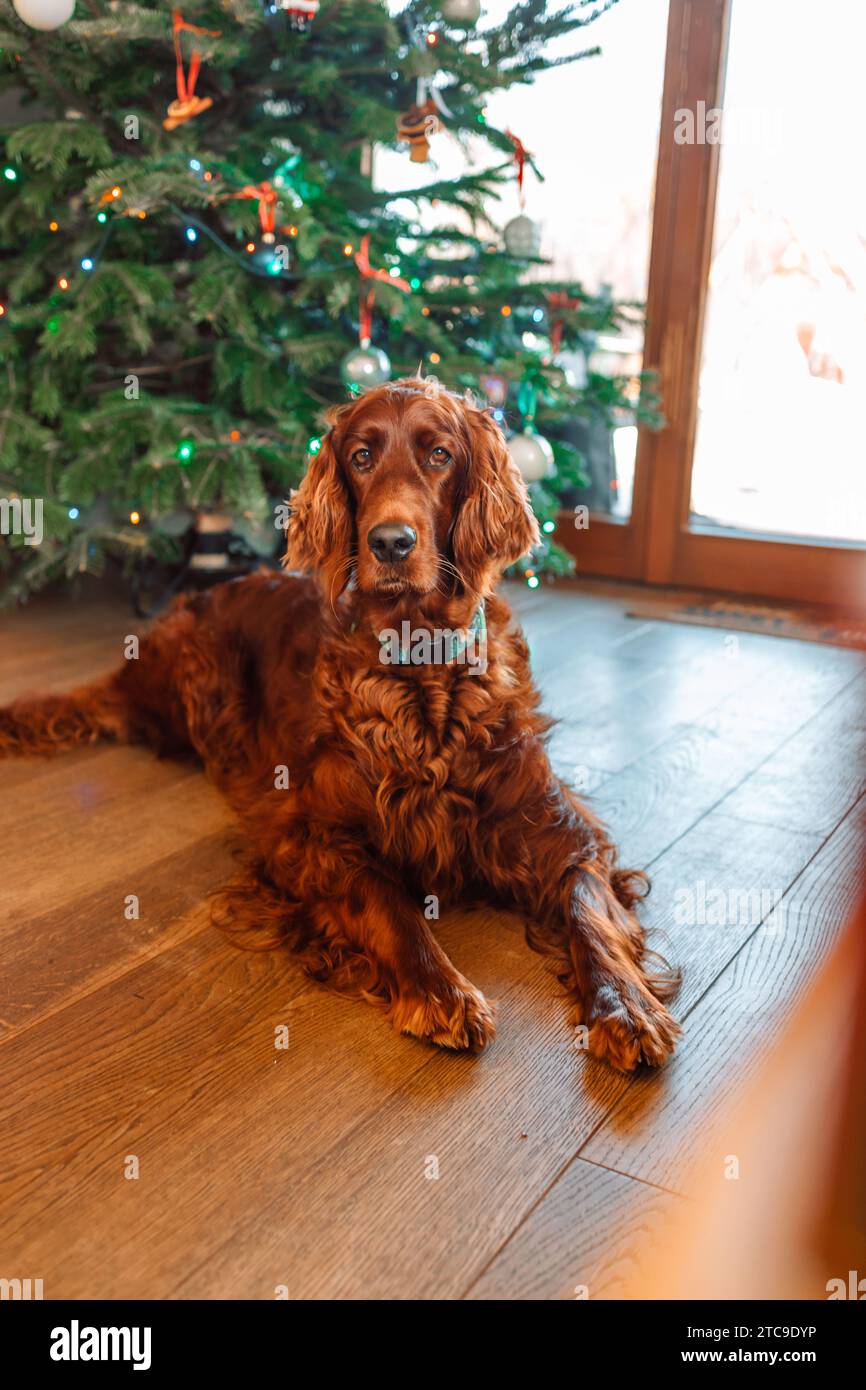 Irish setter christmas hi-res stock photography and images - Alamy, image size:866x1390