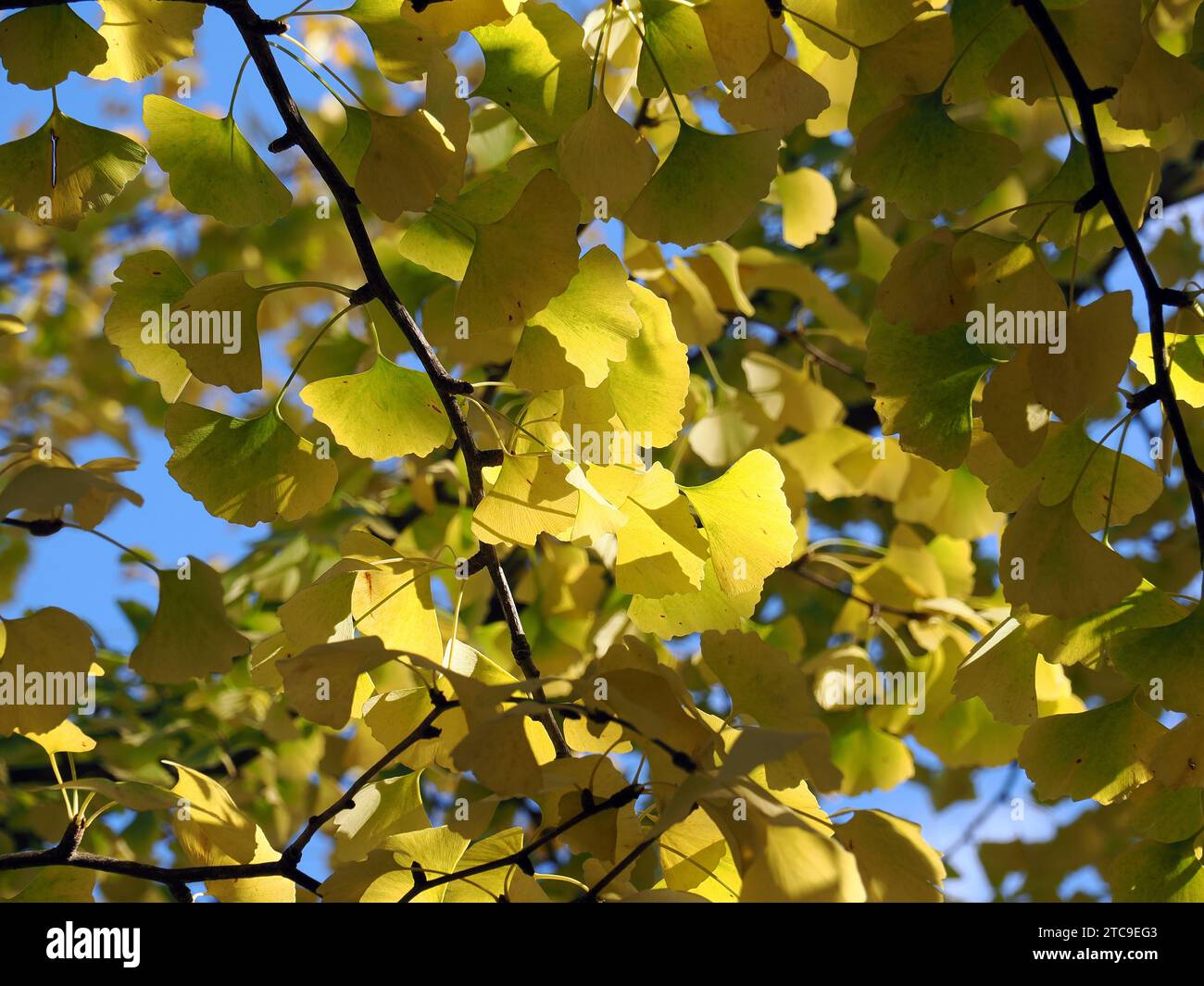ginkgo or gingko, maidenhair tree, Ginkgo, Ginko, arbre aux quarante