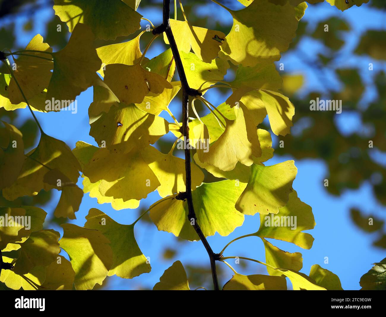 ginkgo or gingko, maidenhair tree, Ginkgo, Ginko, arbre aux quarante