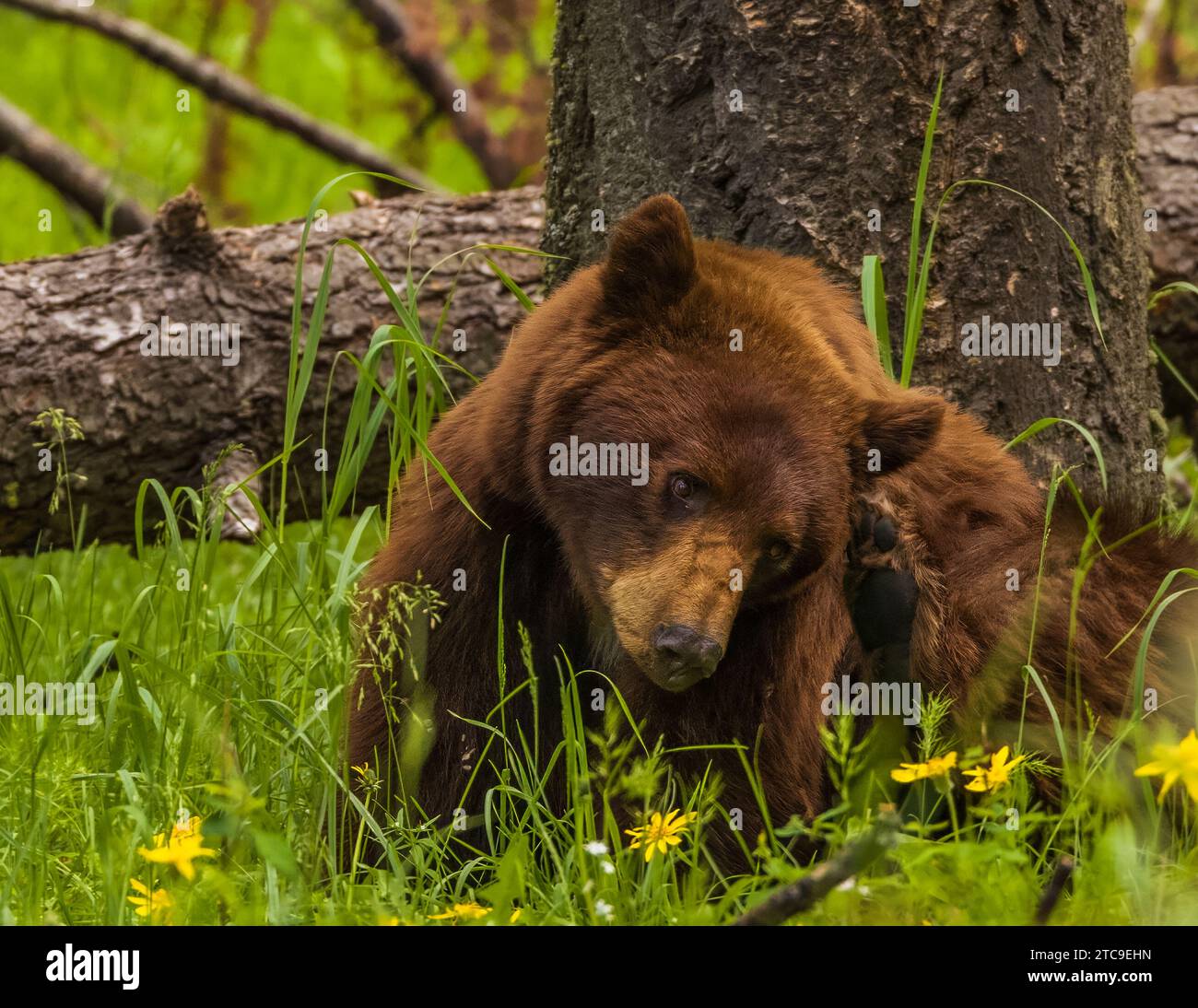 Peace the bear hi-res stock photography and images - Alamy