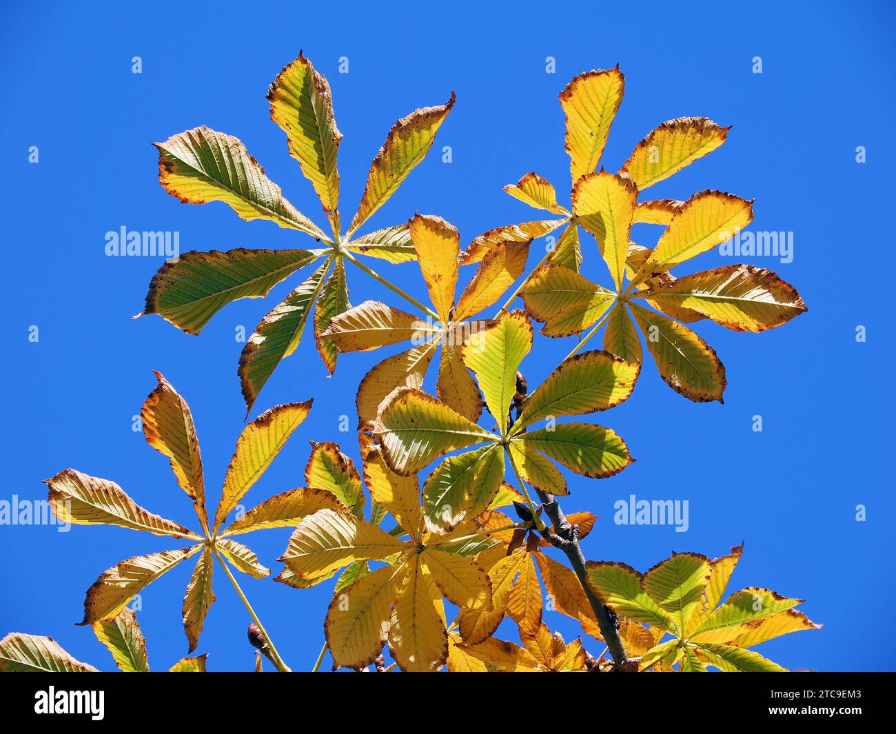 Arbres - horse chestnut, marronnier d'Inde Arbres - horse chestnut, marronnier d'Inde